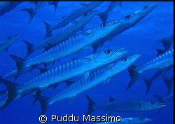 BARRACUDA NIKON F90X 16MM  by Puddu Massimo 